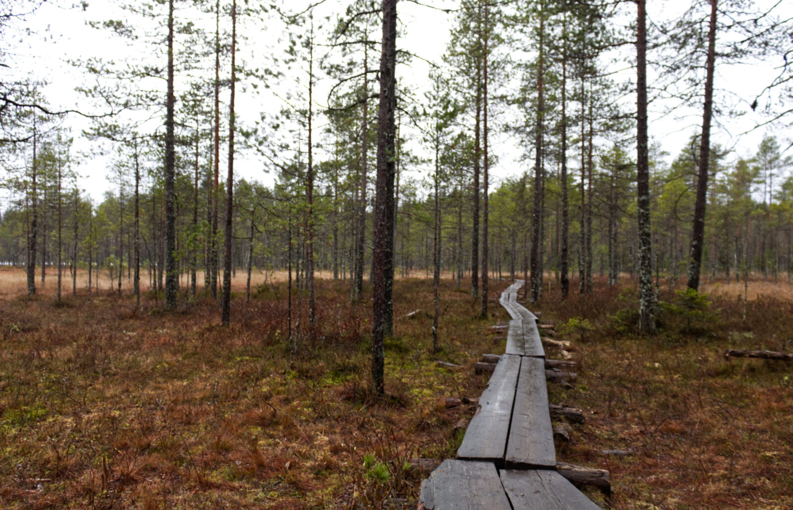 wood path through a forest