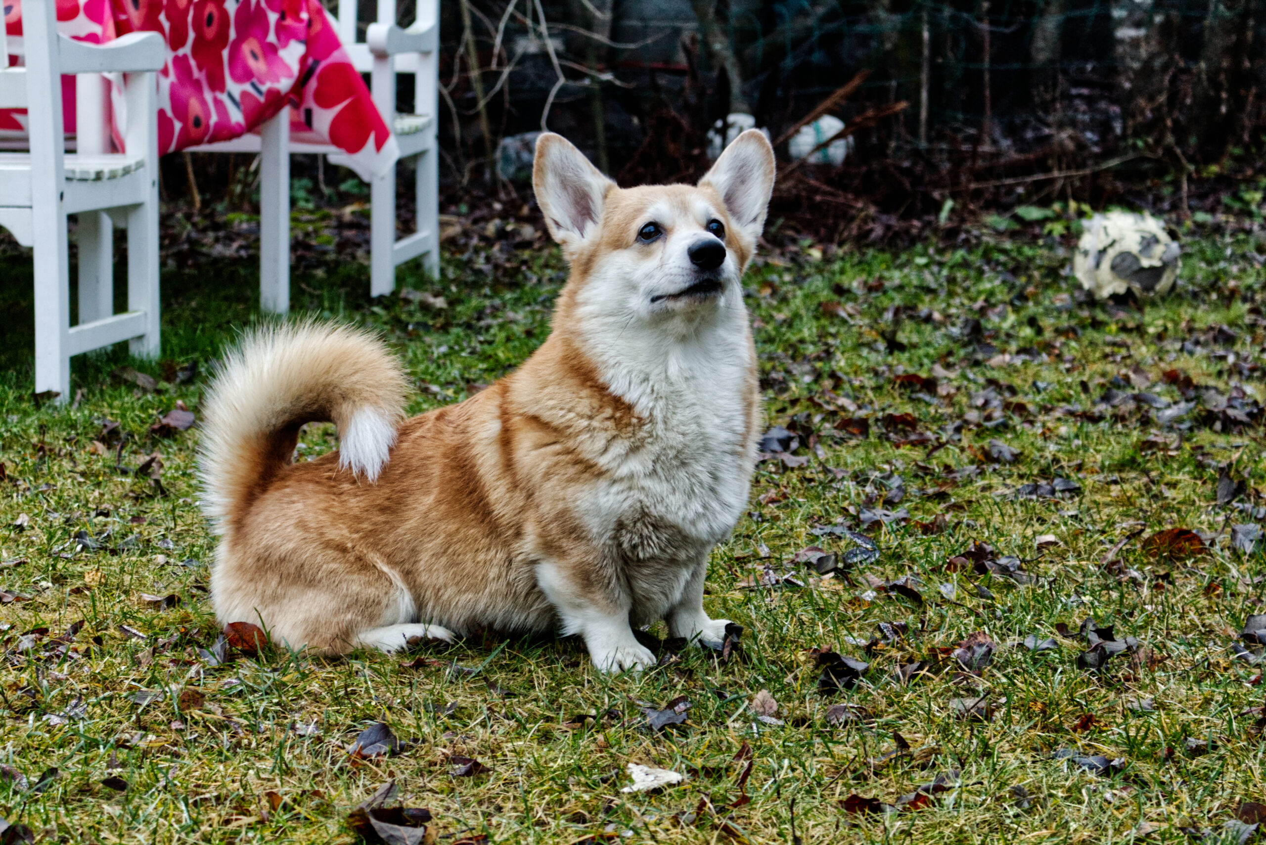 corgie named Amos